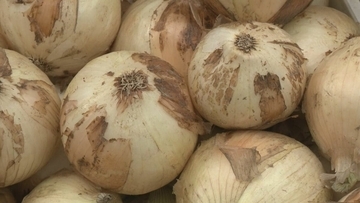 特産の「へきなんサラダたまねぎ」広く知って 愛知県碧南市で300円の詰め放題イベント 2トン売り切れ