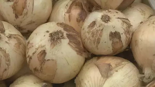 特産の「へきなんサラダたまねぎ」広く知って 愛知県碧南市で300円の詰め放題イベント 2トン売り切れ