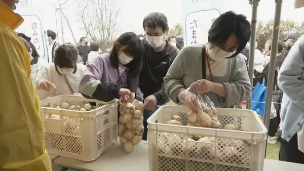 「特産の「へきなんサラダたまねぎ」広く知って 愛知県碧南市で300円の詰め放題イベント 2トン売り切れ」の画像