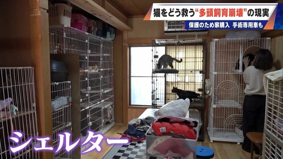 ｢最悪の現場。今から亡くなっている子を探す｣ 猫の多頭飼育崩壊… 30匹以上が暮らすごみ屋敷 電気が止まり家主は半年間マンガ喫茶で寝泊まり