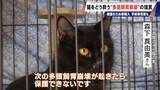 「｢最悪の現場。今から亡くなっている子を探す｣ 猫の多頭飼育崩壊… 30匹以上が暮らすごみ屋敷 電気が止まり家主は半年間マンガ喫茶で寝泊まり」の画像11