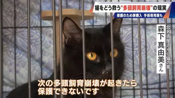 「｢最悪の現場。今から亡くなっている子を探す｣ 猫の多頭飼育崩壊… 30匹以上が暮らすごみ屋敷 電気が止まり家主は半年間マンガ喫茶で寝泊まり」の画像