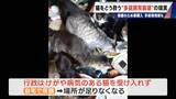 「｢最悪の現場。今から亡くなっている子を探す｣ 猫の多頭飼育崩壊… 30匹以上が暮らすごみ屋敷 電気が止まり家主は半年間マンガ喫茶で寝泊まり」の画像12