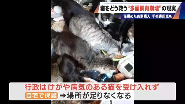 「｢最悪の現場。今から亡くなっている子を探す｣ 猫の多頭飼育崩壊… 30匹以上が暮らすごみ屋敷 電気が止まり家主は半年間マンガ喫茶で寝泊まり」の画像