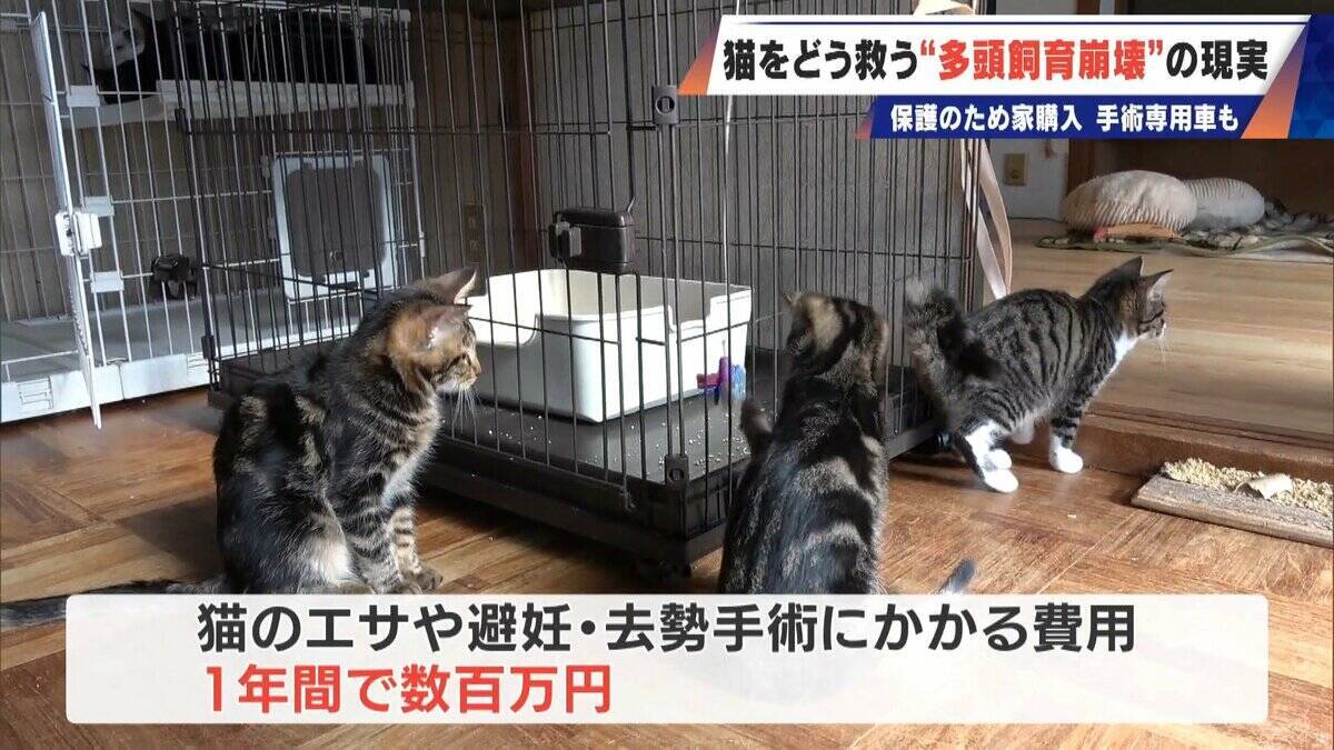 ｢最悪の現場。今から亡くなっている子を探す｣ 猫の多頭飼育崩壊… 30匹以上が暮らすごみ屋敷 電気が止まり家主は半年間マンガ喫茶で寝泊まり