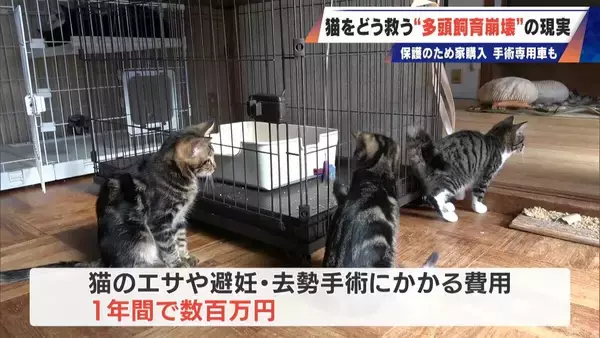 「｢最悪の現場。今から亡くなっている子を探す｣ 猫の多頭飼育崩壊… 30匹以上が暮らすごみ屋敷 電気が止まり家主は半年間マンガ喫茶で寝泊まり」の画像