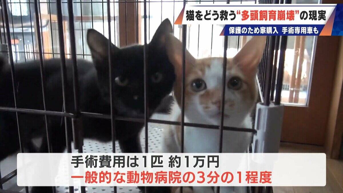 ｢最悪の現場。今から亡くなっている子を探す｣ 猫の多頭飼育崩壊… 30匹以上が暮らすごみ屋敷 電気が止まり家主は半年間マンガ喫茶で寝泊まり