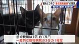 「｢最悪の現場。今から亡くなっている子を探す｣ 猫の多頭飼育崩壊… 30匹以上が暮らすごみ屋敷 電気が止まり家主は半年間マンガ喫茶で寝泊まり」の画像18