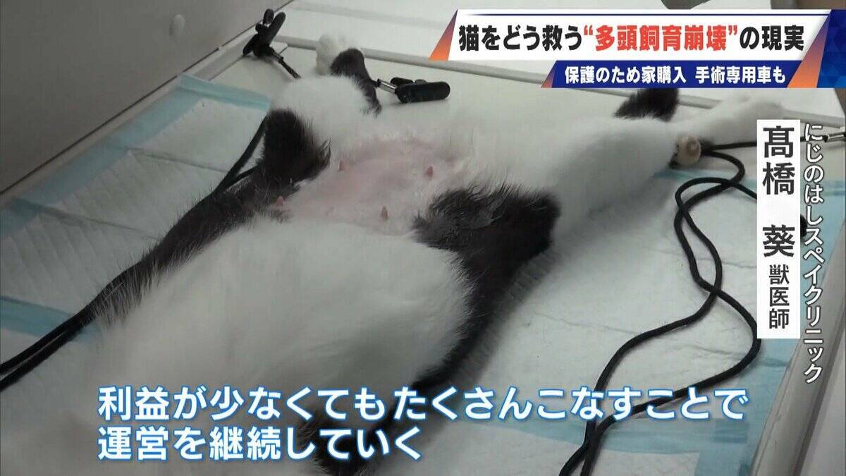 ｢最悪の現場。今から亡くなっている子を探す｣ 猫の多頭飼育崩壊… 30匹以上が暮らすごみ屋敷 電気が止まり家主は半年間マンガ喫茶で寝泊まり
