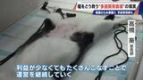 「｢最悪の現場。今から亡くなっている子を探す｣ 猫の多頭飼育崩壊… 30匹以上が暮らすごみ屋敷 電気が止まり家主は半年間マンガ喫茶で寝泊まり」の画像19