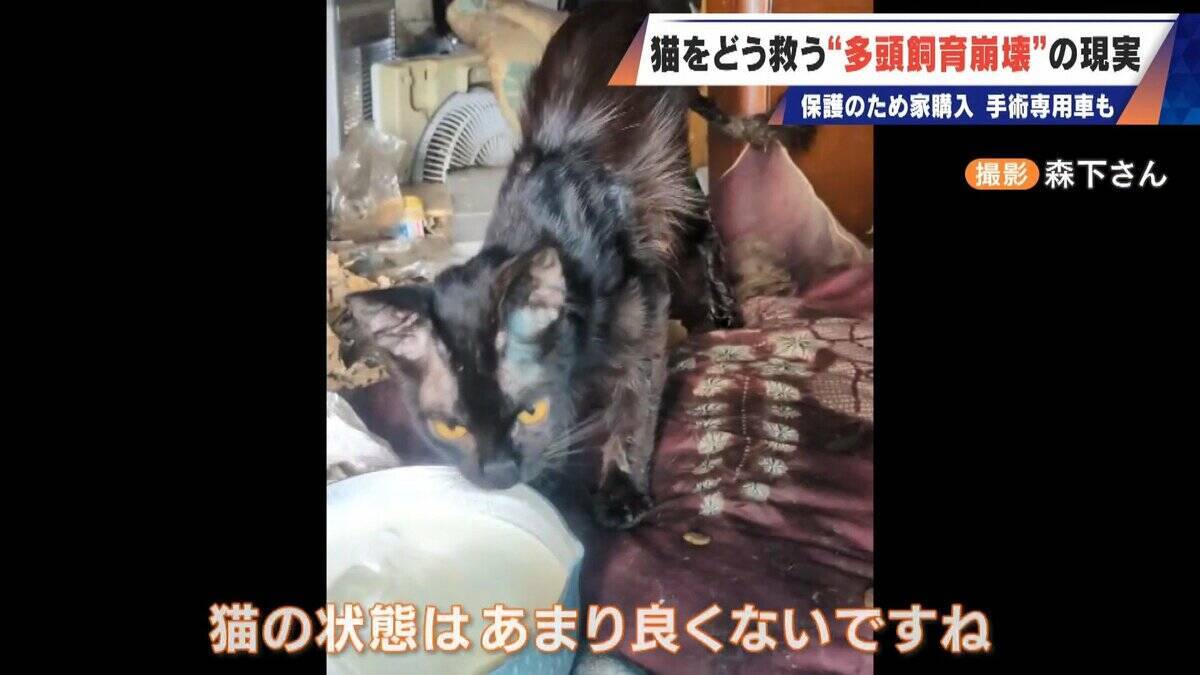｢最悪の現場。今から亡くなっている子を探す｣ 猫の多頭飼育崩壊… 30匹以上が暮らすごみ屋敷 電気が止まり家主は半年間マンガ喫茶で寝泊まり
