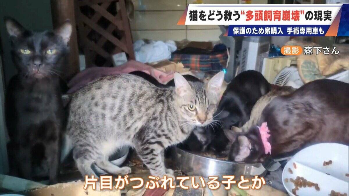 ｢最悪の現場。今から亡くなっている子を探す｣ 猫の多頭飼育崩壊… 30匹以上が暮らすごみ屋敷 電気が止まり家主は半年間マンガ喫茶で寝泊まり