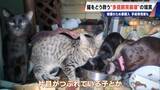 「｢最悪の現場。今から亡くなっている子を探す｣ 猫の多頭飼育崩壊… 30匹以上が暮らすごみ屋敷 電気が止まり家主は半年間マンガ喫茶で寝泊まり」の画像3