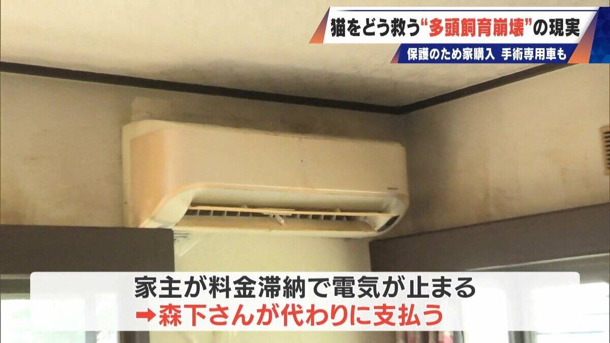 ｢最悪の現場。今から亡くなっている子を探す｣ 猫の多頭飼育崩壊… 30匹以上が暮らすごみ屋敷 電気が止まり家主は半年間マンガ喫茶で寝泊まり