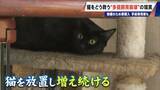 「｢最悪の現場。今から亡くなっている子を探す｣ 猫の多頭飼育崩壊… 30匹以上が暮らすごみ屋敷 電気が止まり家主は半年間マンガ喫茶で寝泊まり」の画像7