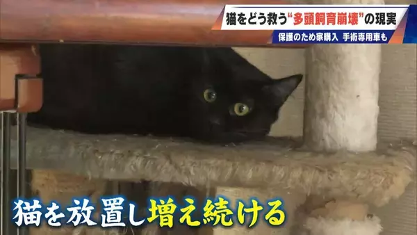 「｢最悪の現場。今から亡くなっている子を探す｣ 猫の多頭飼育崩壊… 30匹以上が暮らすごみ屋敷 電気が止まり家主は半年間マンガ喫茶で寝泊まり」の画像