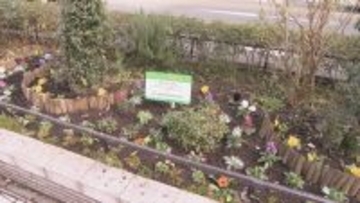 名古屋駅前に“おもてなしの花”　再開発の工事が進む街を花で彩る　600株の花の苗を植え替え