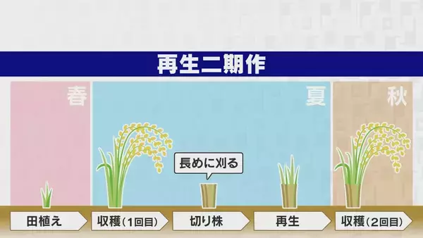 「“令和のコメ騒動” 終わらない価格高騰… 国は介入すべき？ 価格安定はいつ？鈴木農水大臣｢需要見通しが間違っていたことが原因｣」の画像