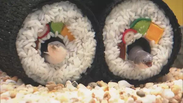 “恵方巻”の中でウナギが動いた！丸かぶりは出来ません…岐阜・各務原市の水族館「アクア・トト ぎふ」で人気の展示