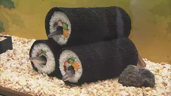 「“恵方巻”の中でウナギが動いた！丸かぶりは出来ません…岐阜・各務原市の水族館「アクア・トト ぎふ」で人気の展示」の画像