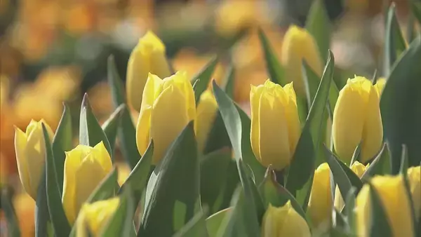 “春が来た”と勘違いしたチューリップ 球根冷やして植えると…来園者も｢暖かくていいですね｣ 岐阜･木曽三川公園センター