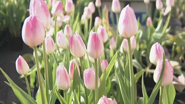 「“春が来た”と勘違いしたチューリップ 球根冷やして植えると…来園者も｢暖かくていいですね｣ 岐阜･木曽三川公園センター」の画像