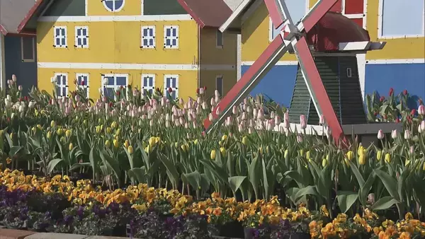 「“春が来た”と勘違いしたチューリップ 球根冷やして植えると…来園者も｢暖かくていいですね｣ 岐阜･木曽三川公園センター」の画像