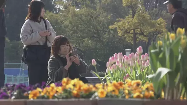 「“春が来た”と勘違いしたチューリップ 球根冷やして植えると…来園者も｢暖かくていいですね｣ 岐阜･木曽三川公園センター」の画像