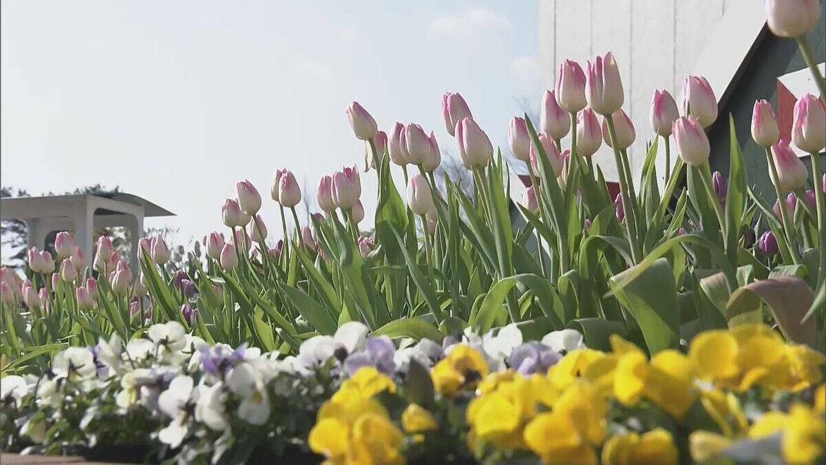 “春が来た”と勘違いしたチューリップ 球根冷やして植えると…来園者も｢暖かくていいですね｣ 岐阜･木曽三川公園センター