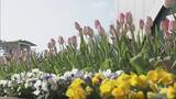「“春が来た”と勘違いしたチューリップ 球根冷やして植えると…来園者も｢暖かくていいですね｣ 岐阜･木曽三川公園センター」の画像6