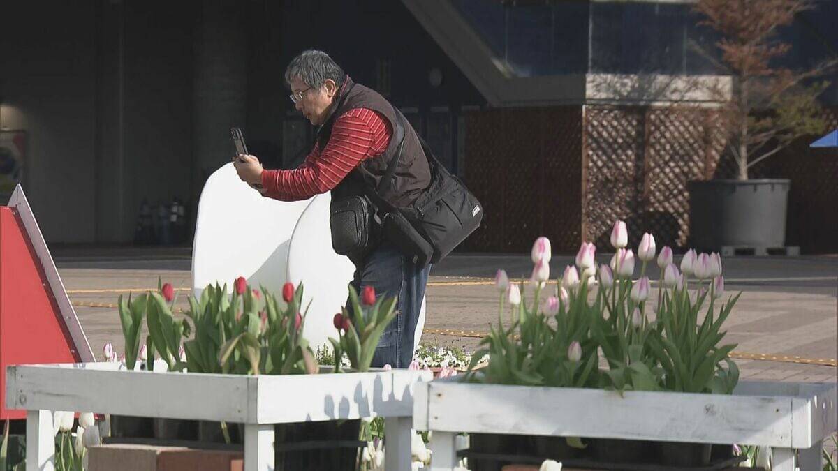 “春が来た”と勘違いしたチューリップ 球根冷やして植えると…来園者も｢暖かくていいですね｣ 岐阜･木曽三川公園センター
