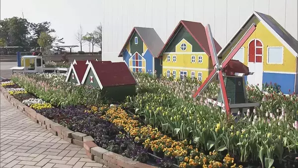 「“春が来た”と勘違いしたチューリップ 球根冷やして植えると…来園者も｢暖かくていいですね｣ 岐阜･木曽三川公園センター」の画像