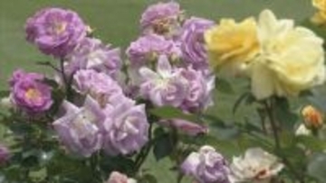 約6万品種・2万株の春バラが見頃を迎える　岐阜・可児市