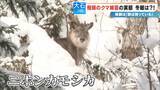 「クマに恐われた男性｢これもうだめだと…｣ 過去最悪の被害の一方で猟友会は｢数が減ってきている｣ 駆除されたクマの“ある特徴”とは」の画像13