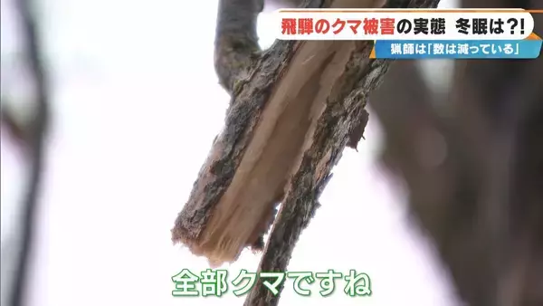 「クマに恐われた男性｢これもうだめだと…｣ 過去最悪の被害の一方で猟友会は｢数が減ってきている｣ 駆除されたクマの“ある特徴”とは」の画像