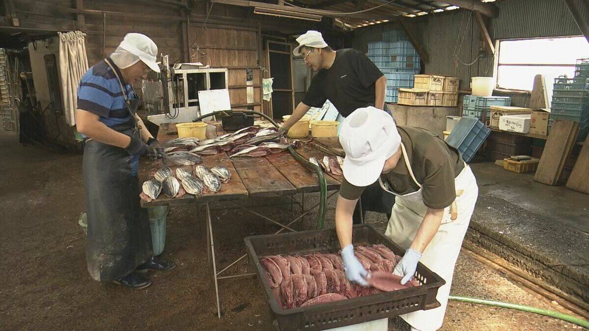 漁師町伝統の保存食「カツオの生節」づくりが最盛期 三重・紀北町
