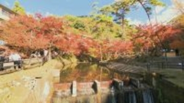 渓流も“もみじ色”に… 昼と夜で別世界が広がる愛知･瀬戸市の岩屋堂公園 光で変わるもみじの表情【映像企画】