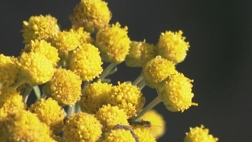 黄色く小さな花 準絶滅危惧種「キノクニシオギク」が見頃 三重・熊野市