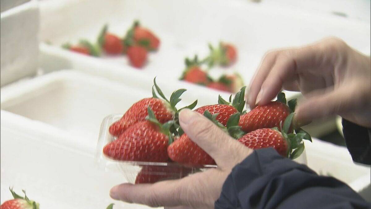 猛暑の影響でイチゴが大きく育ちすぎ…クリスマスケーキにちょうどいいサイズが少なく「ことしのケーキ屋さんは大変困るのでは？」