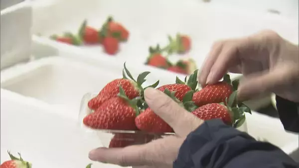 「猛暑の影響でイチゴが大きく育ちすぎ…クリスマスケーキにちょうどいいサイズが少なく「ことしのケーキ屋さんは大変困るのでは？」」の画像