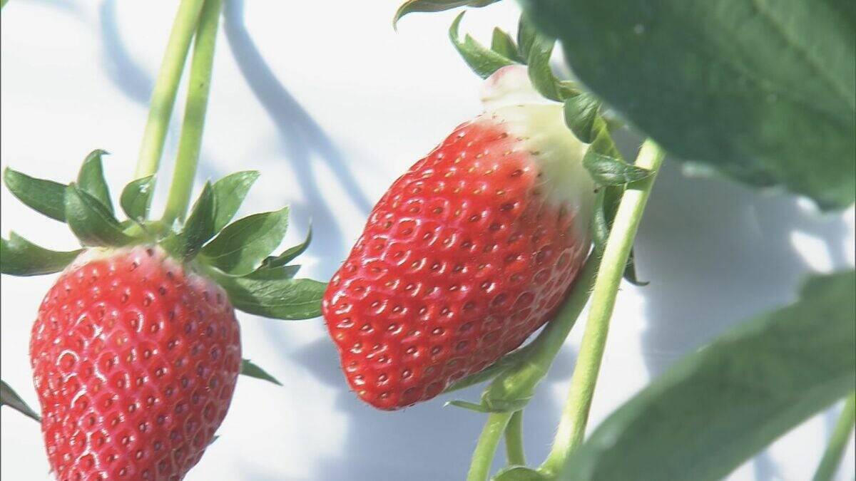 猛暑の影響でイチゴが大きく育ちすぎ…クリスマスケーキにちょうどいいサイズが少なく「ことしのケーキ屋さんは大変困るのでは？」