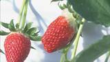 「猛暑の影響でイチゴが大きく育ちすぎ…クリスマスケーキにちょうどいいサイズが少なく「ことしのケーキ屋さんは大変困るのでは？」」の画像2