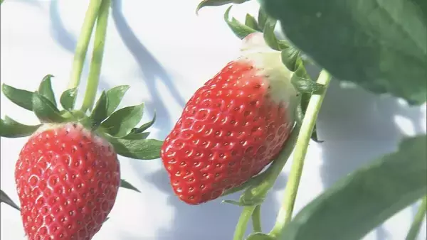 「猛暑の影響でイチゴが大きく育ちすぎ…クリスマスケーキにちょうどいいサイズが少なく「ことしのケーキ屋さんは大変困るのでは？」」の画像