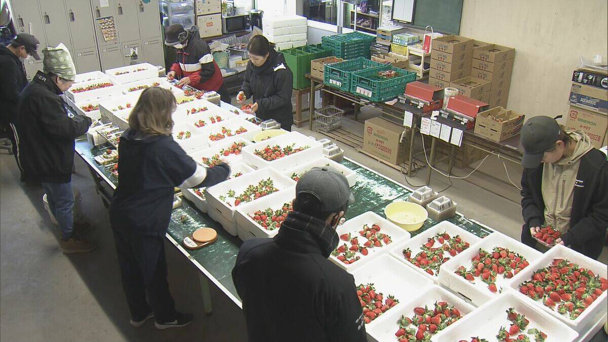 猛暑の影響でイチゴが大きく育ちすぎ…クリスマスケーキにちょうどいいサイズが少なく「ことしのケーキ屋さんは大変困るのでは？」