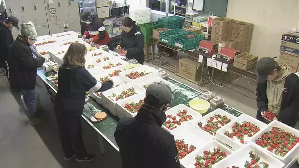 「猛暑の影響でイチゴが大きく育ちすぎ…クリスマスケーキにちょうどいいサイズが少なく「ことしのケーキ屋さんは大変困るのでは？」」の画像