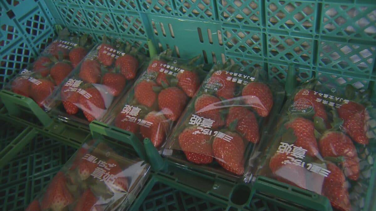 猛暑の影響でイチゴが大きく育ちすぎ…クリスマスケーキにちょうどいいサイズが少なく「ことしのケーキ屋さんは大変困るのでは？」