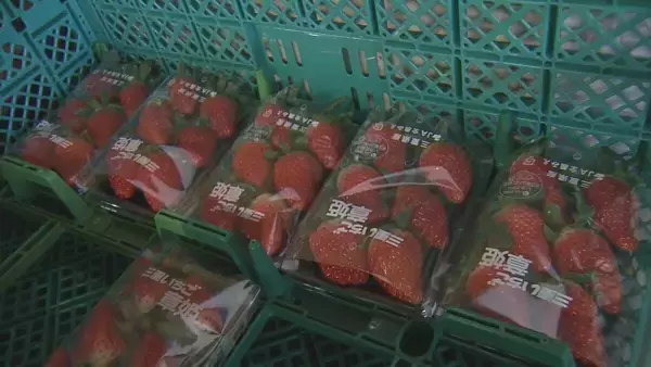 「猛暑の影響でイチゴが大きく育ちすぎ…クリスマスケーキにちょうどいいサイズが少なく「ことしのケーキ屋さんは大変困るのでは？」」の画像