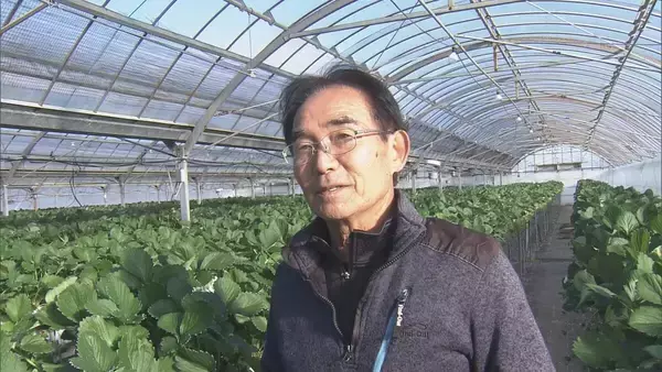 「猛暑の影響でイチゴが大きく育ちすぎ…クリスマスケーキにちょうどいいサイズが少なく「ことしのケーキ屋さんは大変困るのでは？」」の画像