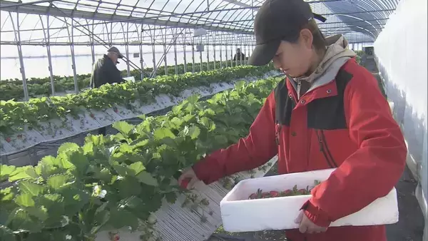 「猛暑の影響でイチゴが大きく育ちすぎ…クリスマスケーキにちょうどいいサイズが少なく「ことしのケーキ屋さんは大変困るのでは？」」の画像