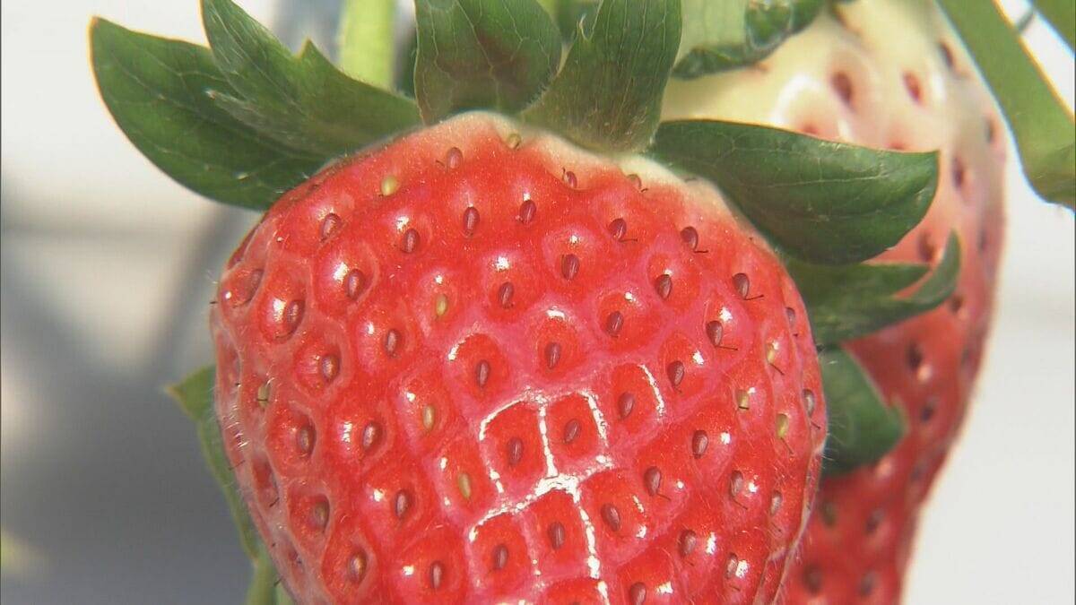 猛暑の影響でイチゴが大きく育ちすぎ…クリスマスケーキにちょうどいいサイズが少なく「ことしのケーキ屋さんは大変困るのでは？」